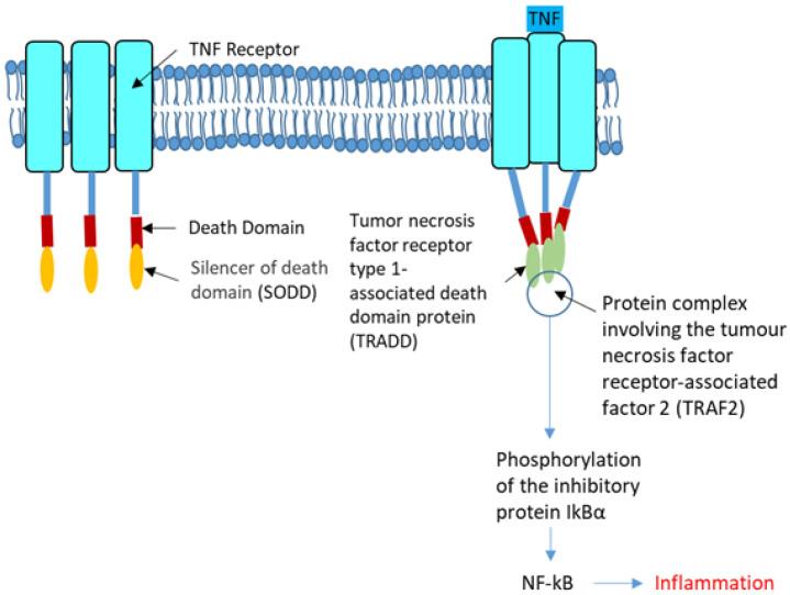https://cdn.ncbi.nlm.nih.gov/pmc/blobs/bdb2/8616505/0c2318d36b47/cells-10-02980-g003.jpg