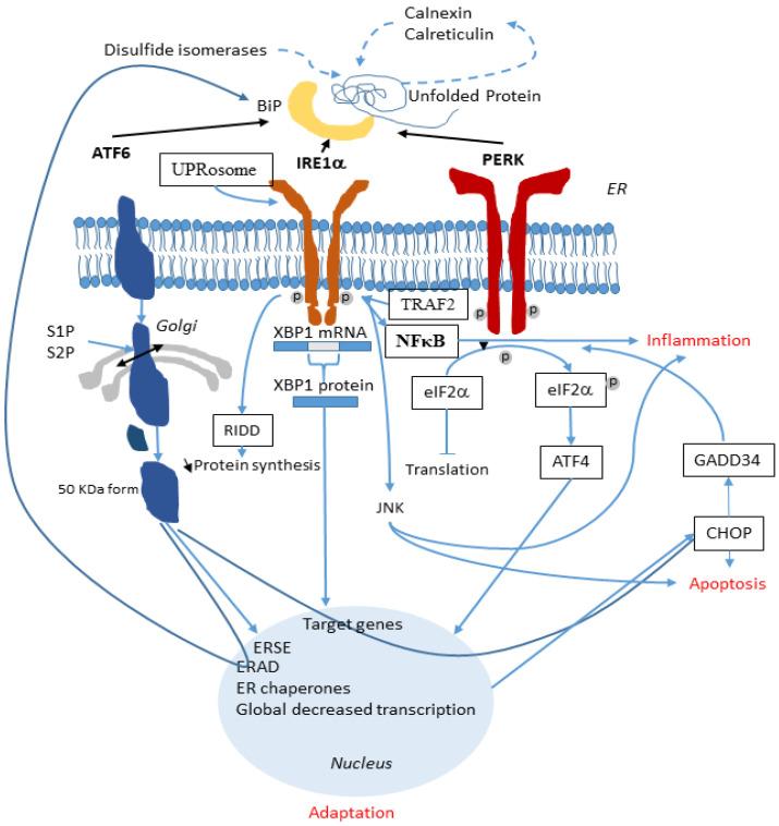 https://cdn.ncbi.nlm.nih.gov/pmc/blobs/bdb2/8616505/b35bb6d37cdd/cells-10-02980-g002.jpg