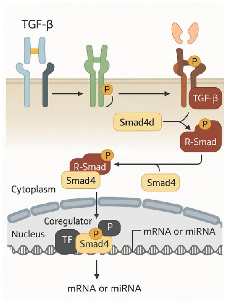 https://cdn.ncbi.nlm.nih.gov/pmc/blobs/bdb6/12347881/052e7169d69e/ijms-26-07326-g002.jpg