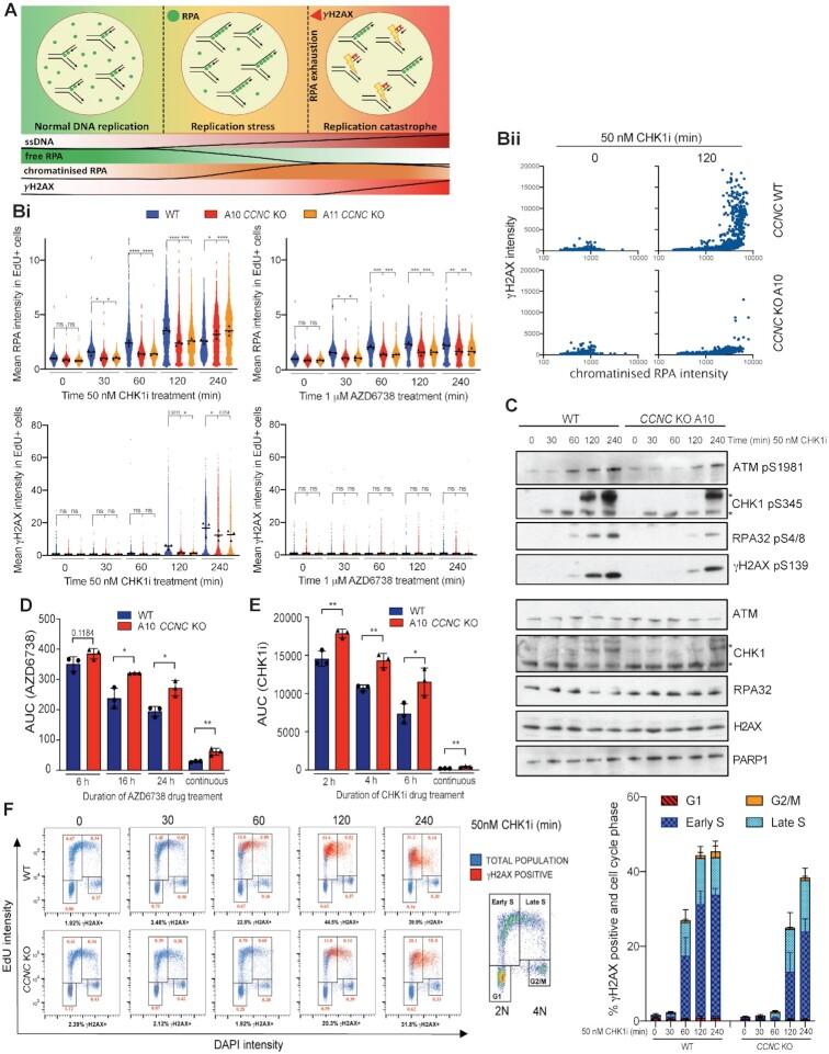 https://cdn.ncbi.nlm.nih.gov/pmc/blobs/bdbf/8421211/05dc28f31029/gkab628fig6.jpg