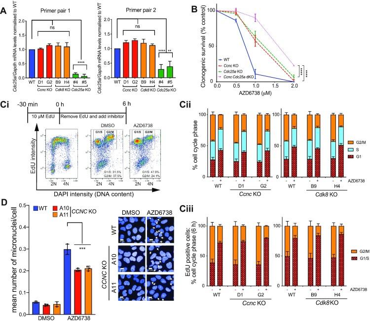https://cdn.ncbi.nlm.nih.gov/pmc/blobs/bdbf/8421211/5efbd7fb4d6b/gkab628fig4.jpg