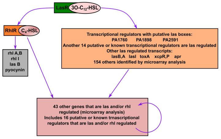 https://cdn.ncbi.nlm.nih.gov/pmc/blobs/bdde/12189420/50c8c4b12f23/antibiotics-14-00555-g002.jpg