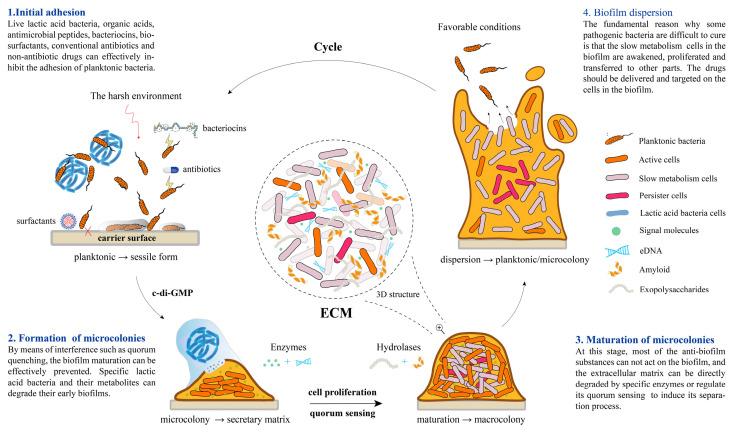https://cdn.ncbi.nlm.nih.gov/pmc/blobs/bdde/12189420/7f65f5cb7d08/antibiotics-14-00555-g001.jpg