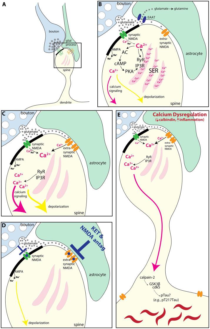 https://cdn.ncbi.nlm.nih.gov/pmc/blobs/bde6/12006084/88161cb9bcc9/fnana-19-1553056-g007.jpg