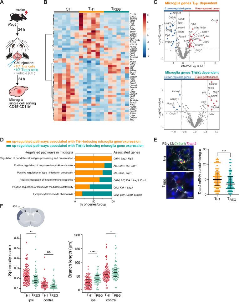 https://cdn.ncbi.nlm.nih.gov/pmc/blobs/bdf7/9747154/5fc5e0e59c37/elife-82031-fig3.jpg