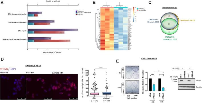https://cdn.ncbi.nlm.nih.gov/pmc/blobs/be17/6582326/25da1249d1ae/gkz286fig4.jpg