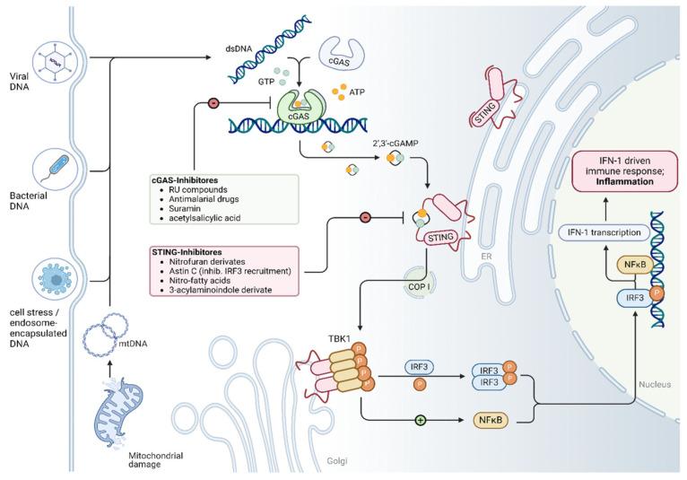 https://cdn.ncbi.nlm.nih.gov/pmc/blobs/be31/12153880/e7d2682fe8a4/cells-14-00778-g001.jpg