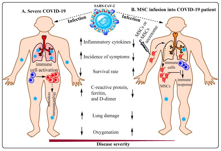 https://cdn.ncbi.nlm.nih.gov/pmc/blobs/be3f/9322532/ed5ba4f440e9/cells-11-02175-g002.jpg