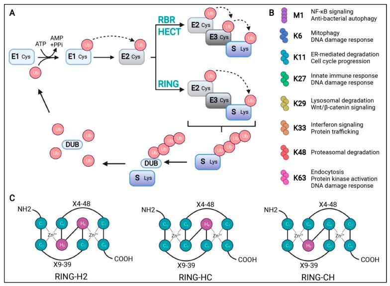 https://cdn.ncbi.nlm.nih.gov/pmc/blobs/be49/11593168/5ee1c1a4be3f/cells-13-01873-g001.jpg