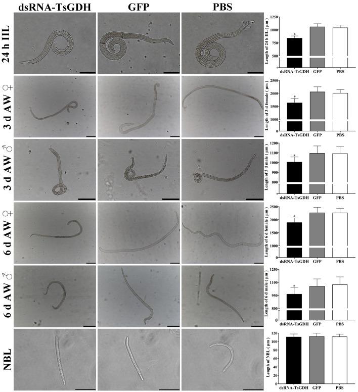 https://cdn.ncbi.nlm.nih.gov/pmc/blobs/be66/11514599/f4cd1936dfd2/parasite-31-65-fig14.jpg