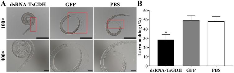 https://cdn.ncbi.nlm.nih.gov/pmc/blobs/be66/11514599/f7d498d74138/parasite-31-65-fig17.jpg
