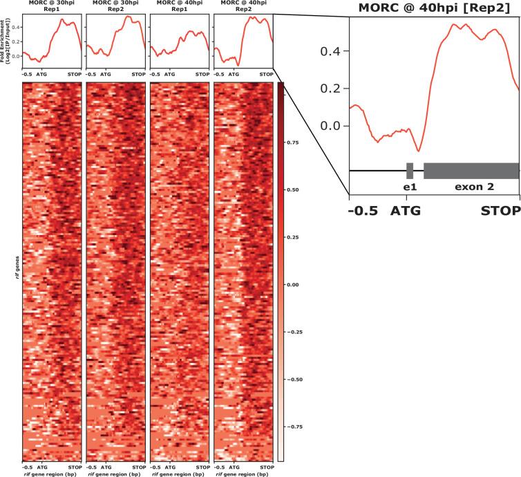 https://cdn.ncbi.nlm.nih.gov/pmc/blobs/beb5/11483127/cac1518aa17d/elife-92201-fig2-figsupp3.jpg