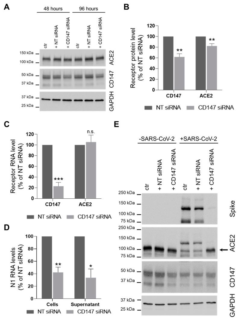 https://cdn.ncbi.nlm.nih.gov/pmc/blobs/bec9/8226513/9064aeff3c75/cells-10-01434-g002.jpg