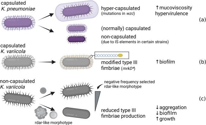 https://cdn.ncbi.nlm.nih.gov/pmc/blobs/bf32/10608940/a9162f6e7348/uqad041fig1.jpg