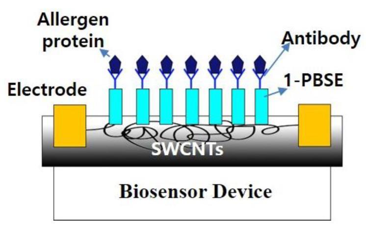 https://cdn.ncbi.nlm.nih.gov/pmc/blobs/bf38/9953396/ecc48363da43/biosensors-13-00183-g004.jpg