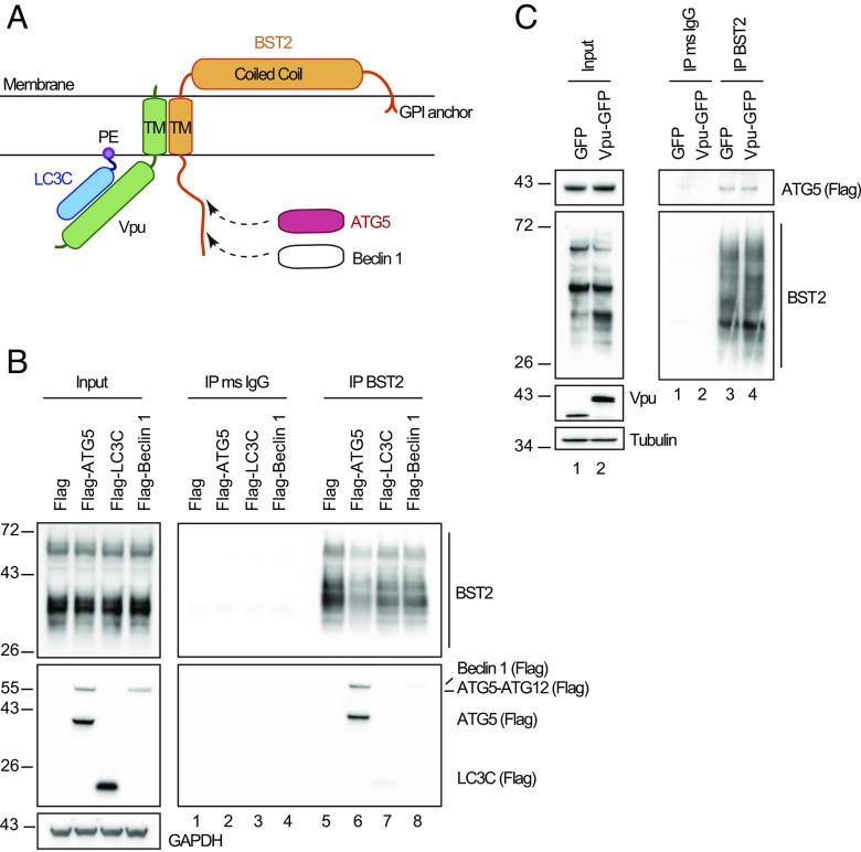 https://cdn.ncbi.nlm.nih.gov/pmc/blobs/bf43/10193943/d9f3eaa58ea9/pnas.2217451120fig01.jpg