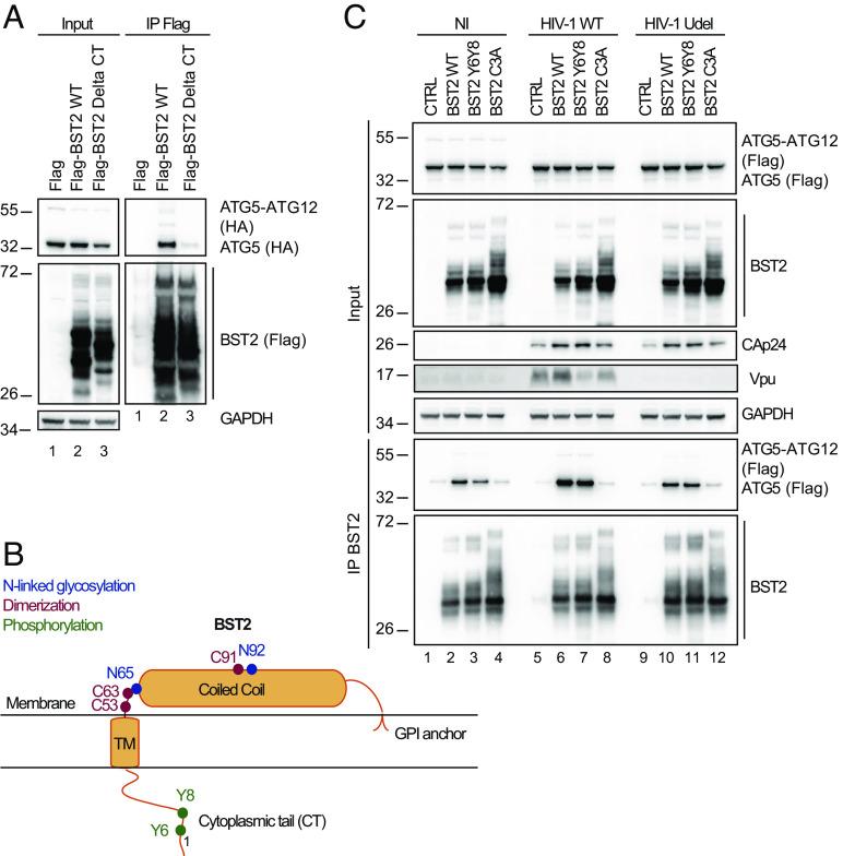 https://cdn.ncbi.nlm.nih.gov/pmc/blobs/bf43/10193943/e460dcb7eb9a/pnas.2217451120fig04.jpg