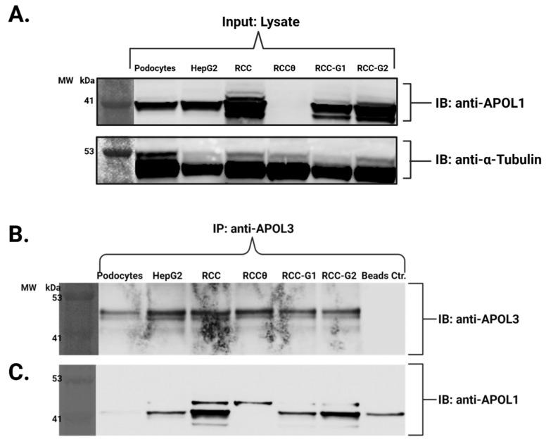 https://cdn.ncbi.nlm.nih.gov/pmc/blobs/bf4b/12248677/cf8632de00bd/cells-14-01011-g006.jpg
