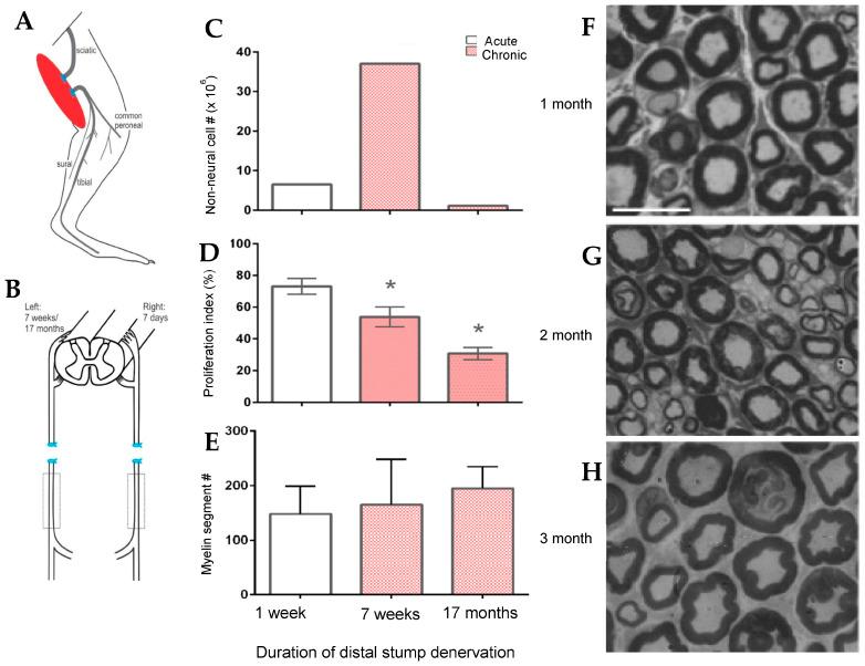 https://cdn.ncbi.nlm.nih.gov/pmc/blobs/bf58/10779324/3e4776c39cd4/ijms-25-00665-g004.jpg