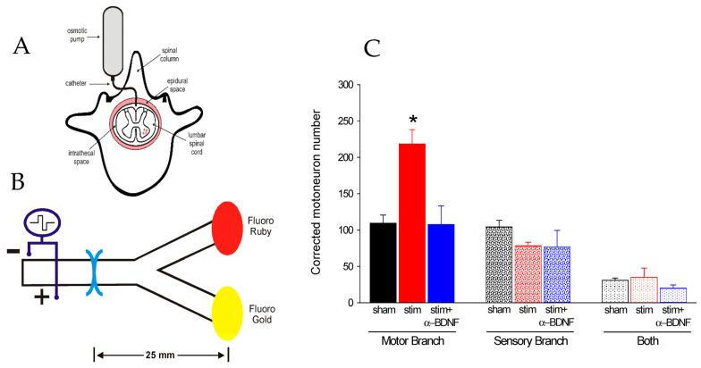 https://cdn.ncbi.nlm.nih.gov/pmc/blobs/bf58/10779324/7bea2c91b769/ijms-25-00665-g014.jpg