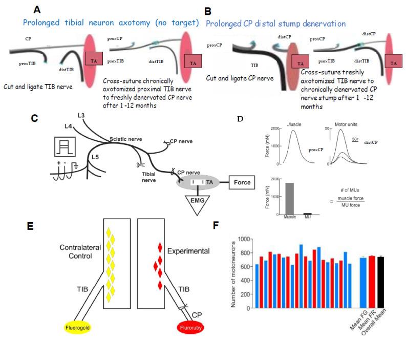 https://cdn.ncbi.nlm.nih.gov/pmc/blobs/bf58/10779324/c9d056e7e8d0/ijms-25-00665-g002.jpg