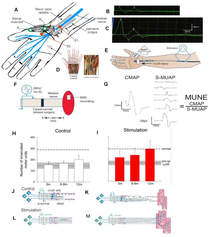 https://cdn.ncbi.nlm.nih.gov/pmc/blobs/bf58/10779324/e20e9a087c34/ijms-25-00665-g020.jpg
