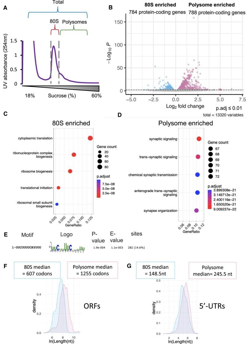 https://cdn.ncbi.nlm.nih.gov/pmc/blobs/bf61/12056609/3ba7be29c9eb/gkaf292fig5.jpg