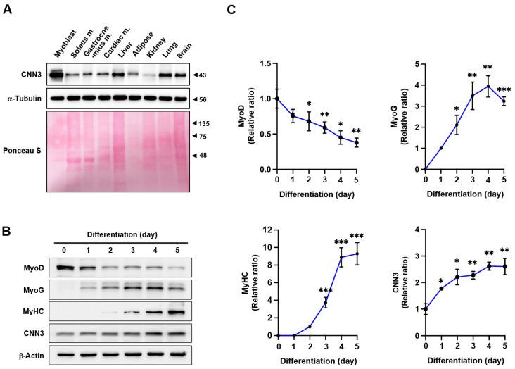 https://cdn.ncbi.nlm.nih.gov/pmc/blobs/bf83/11764405/2405bb391b6a/cells-14-00142-g001.jpg