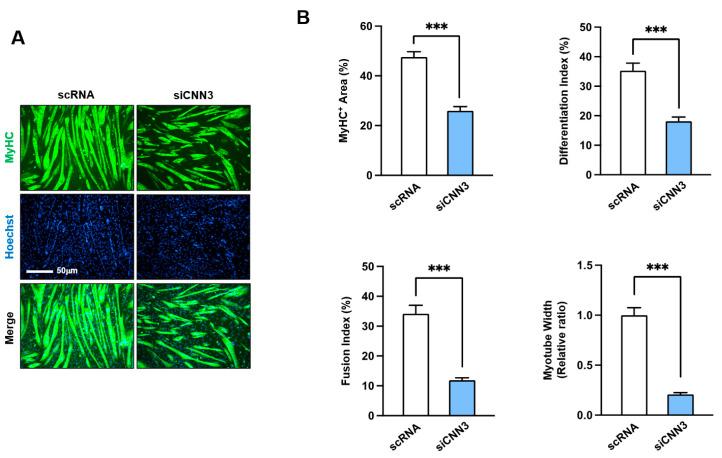 https://cdn.ncbi.nlm.nih.gov/pmc/blobs/bf83/11764405/bf38b7087da8/cells-14-00142-g005.jpg