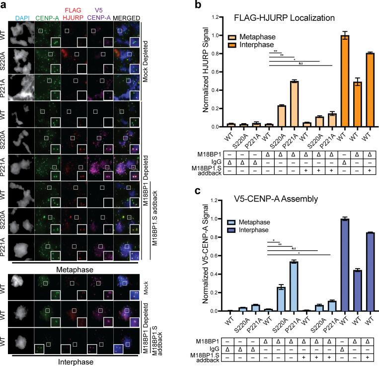 https://cdn.ncbi.nlm.nih.gov/pmc/blobs/bfbf/10165474/59c2067ead8d/JCB_202110124_Fig4.jpg