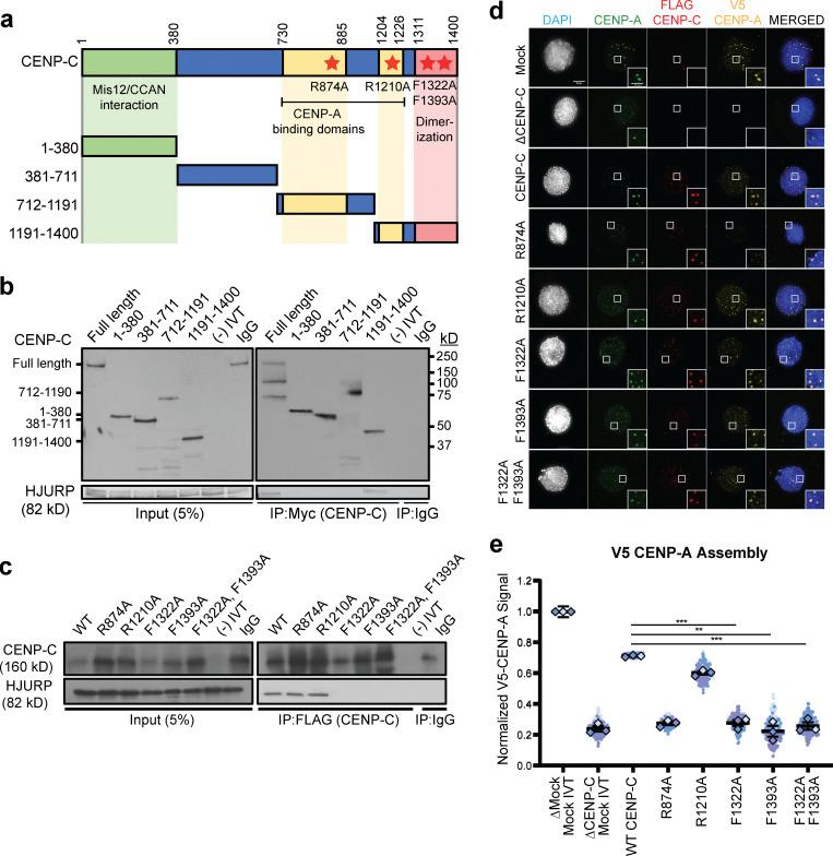 https://cdn.ncbi.nlm.nih.gov/pmc/blobs/bfbf/10165474/d368165d436f/JCB_202110124_Fig1.jpg