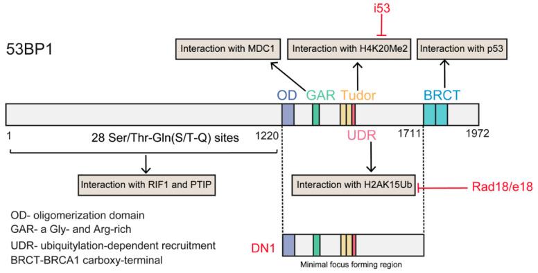 https://cdn.ncbi.nlm.nih.gov/pmc/blobs/bfdd/7555059/23f7c8d20be7/ijms-21-06461-g005.jpg