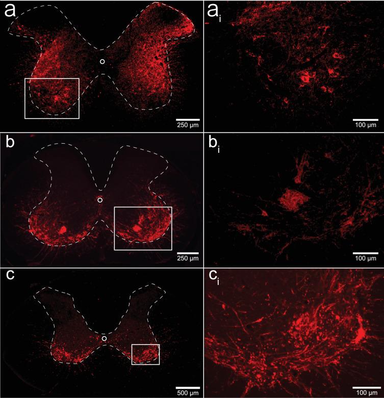 https://cdn.ncbi.nlm.nih.gov/pmc/blobs/bfef/12129449/fa966b91fd72/elife-97846-fig7.jpg