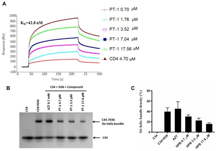 https://cdn.ncbi.nlm.nih.gov/pmc/blobs/c001/5977258/9cf2525247e8/viruses-10-00265-g004.jpg