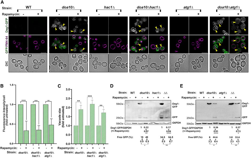 https://cdn.ncbi.nlm.nih.gov/pmc/blobs/c015/11999474/c65618e5b7dc/nihms-2060935-f0001.jpg