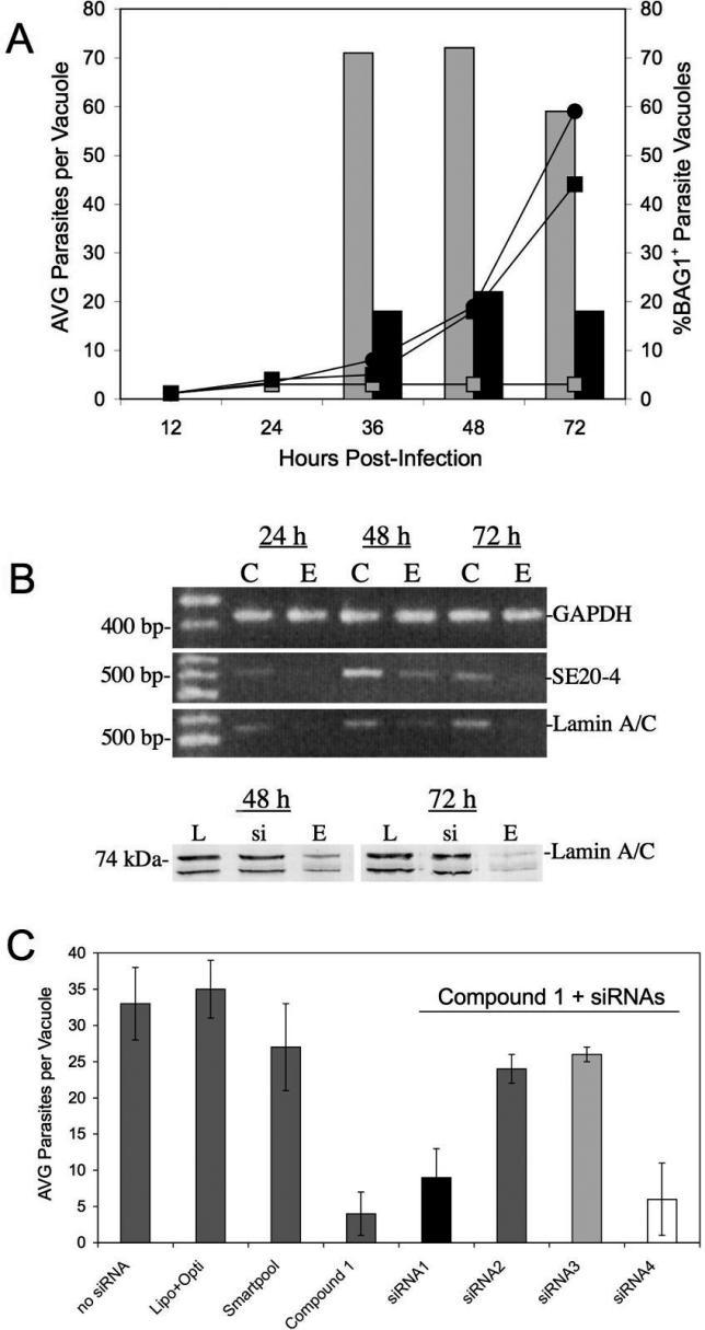 https://cdn.ncbi.nlm.nih.gov/pmc/blobs/c025/1626100/7c25ca58b094/ppat.0020105.g003.jpg