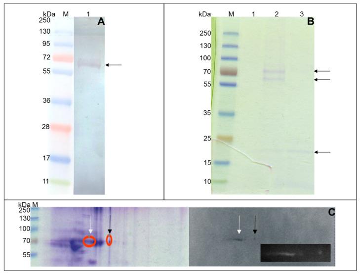 https://cdn.ncbi.nlm.nih.gov/pmc/blobs/c03e/8160739/2817f5ba4b30/cells-10-01264-g003.jpg