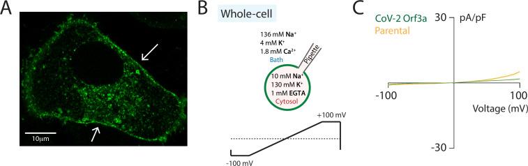 https://cdn.ncbi.nlm.nih.gov/pmc/blobs/c096/9910834/67c066ed7924/elife-84477-fig2-figsupp2.jpg