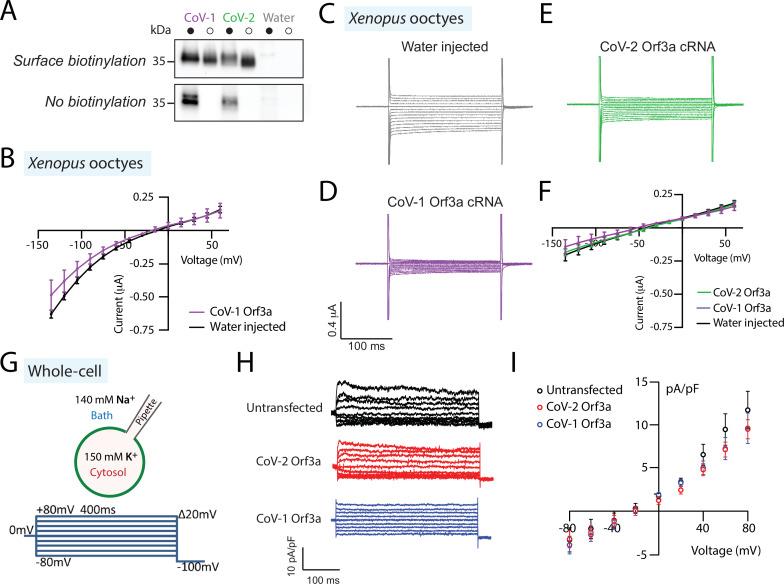 https://cdn.ncbi.nlm.nih.gov/pmc/blobs/c096/9910834/8ab73c8fbf78/elife-84477-fig2-figsupp3.jpg
