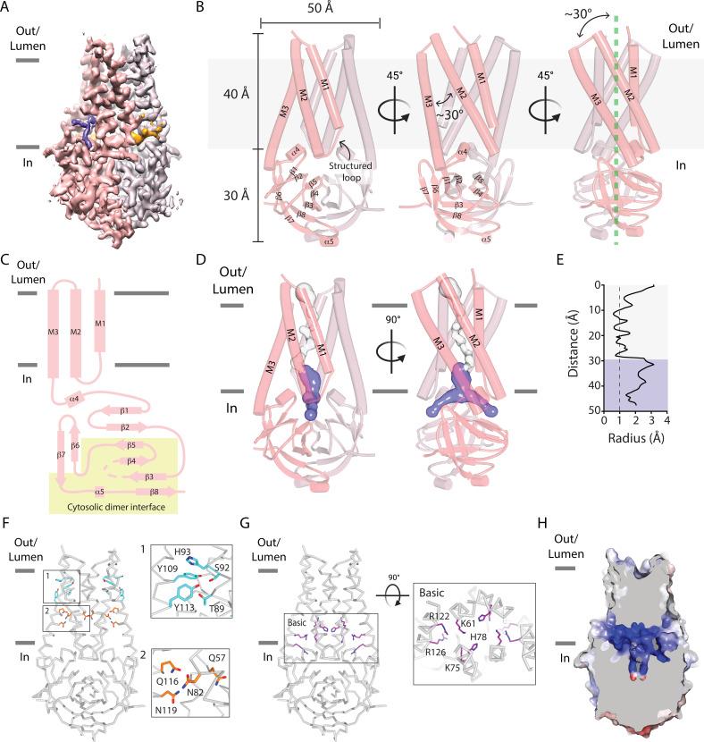 https://cdn.ncbi.nlm.nih.gov/pmc/blobs/c096/9910834/dfc140bed7a0/elife-84477-fig3.jpg