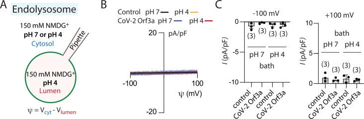 https://cdn.ncbi.nlm.nih.gov/pmc/blobs/c096/9910834/ef786d4f3341/elife-84477-fig2-figsupp1.jpg