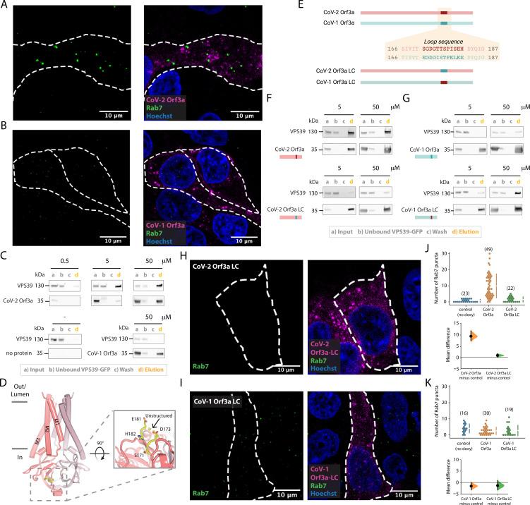 https://cdn.ncbi.nlm.nih.gov/pmc/blobs/c096/9910834/f87805837d0d/elife-84477-fig6.jpg