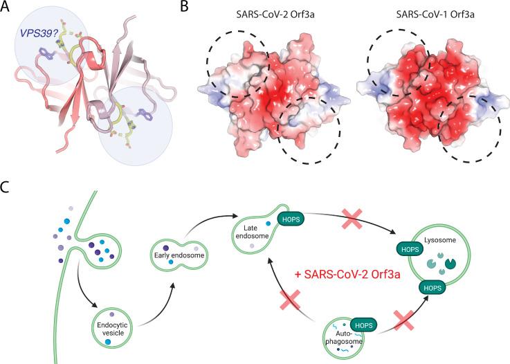 https://cdn.ncbi.nlm.nih.gov/pmc/blobs/c096/9910834/fb13a42029e4/elife-84477-fig7.jpg