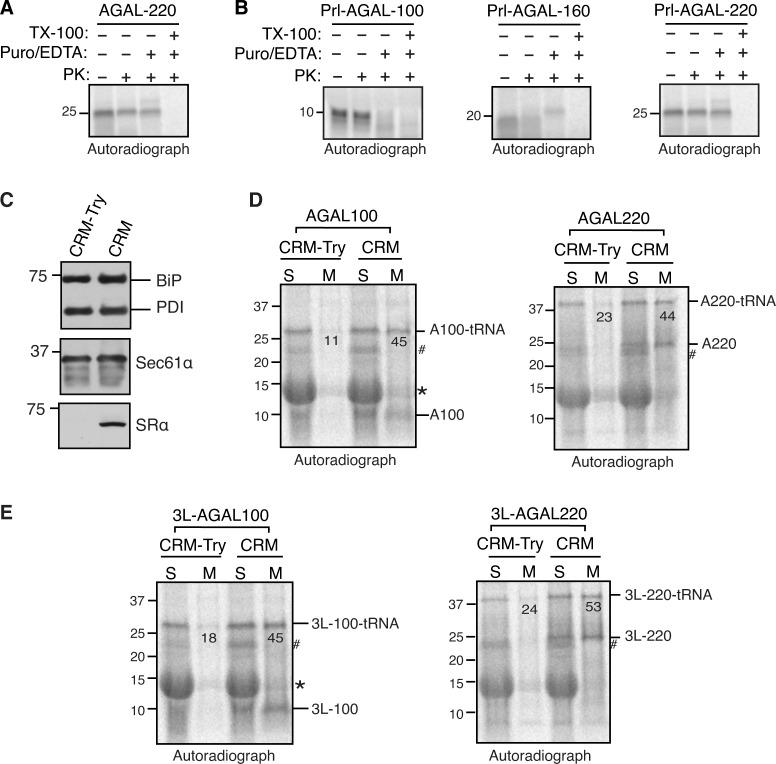 https://cdn.ncbi.nlm.nih.gov/pmc/blobs/c0a1/9723807/1bfeefc8cb00/JCB_202203070_FigS4.jpg