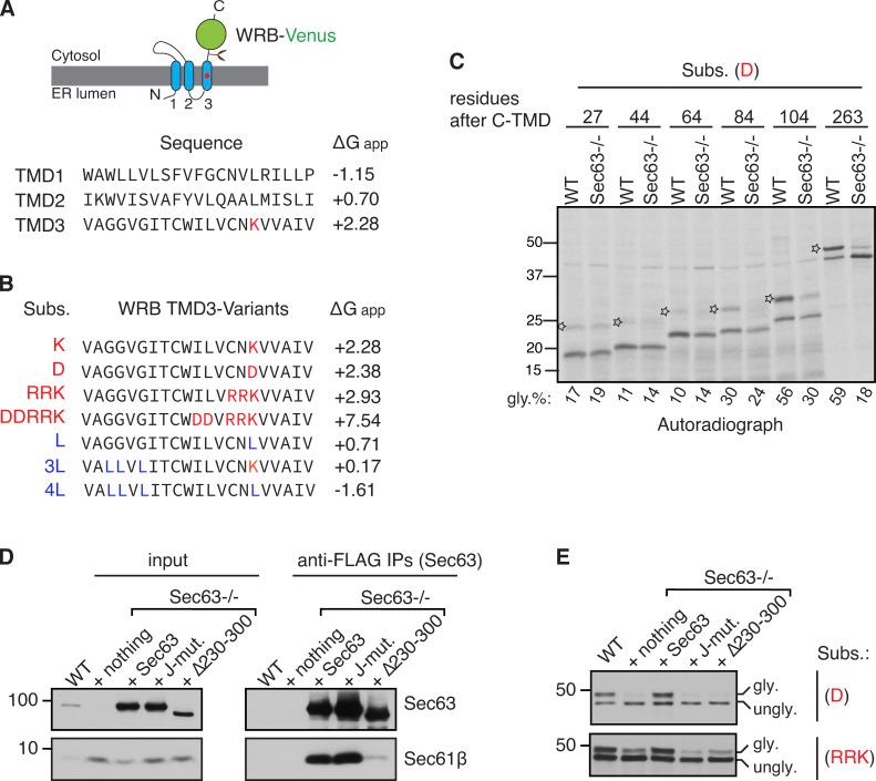 https://cdn.ncbi.nlm.nih.gov/pmc/blobs/c0a1/9723807/c78737cfdaa8/JCB_202203070_FigS1.jpg