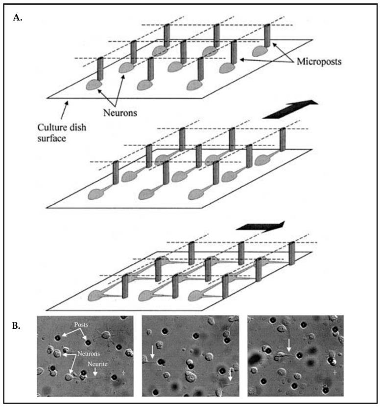 https://cdn.ncbi.nlm.nih.gov/pmc/blobs/c0d2/10216565/08bf73b5c2e8/biosensors-13-00551-g007.jpg