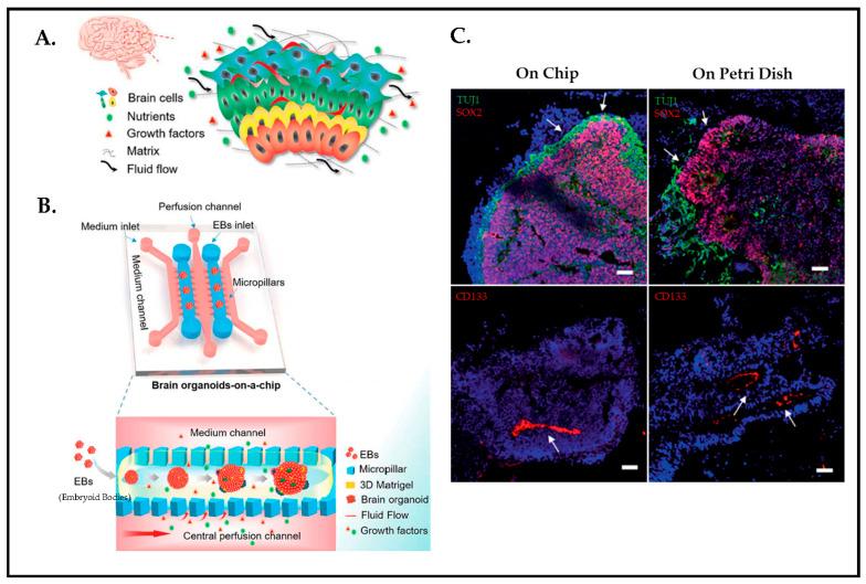 https://cdn.ncbi.nlm.nih.gov/pmc/blobs/c0d2/10216565/1386dbccc9ac/biosensors-13-00551-g019.jpg