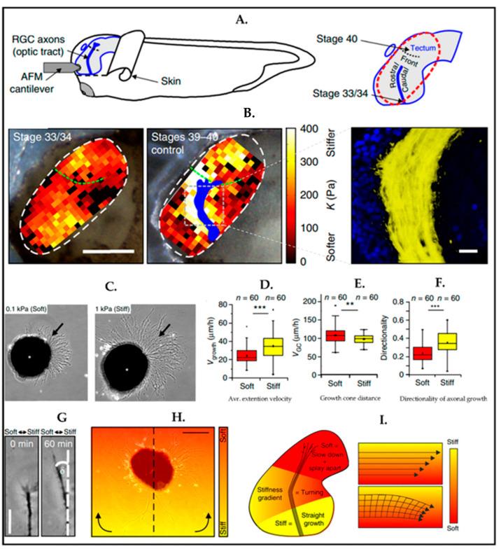 https://cdn.ncbi.nlm.nih.gov/pmc/blobs/c0d2/10216565/15bbe90191de/biosensors-13-00551-g009.jpg
