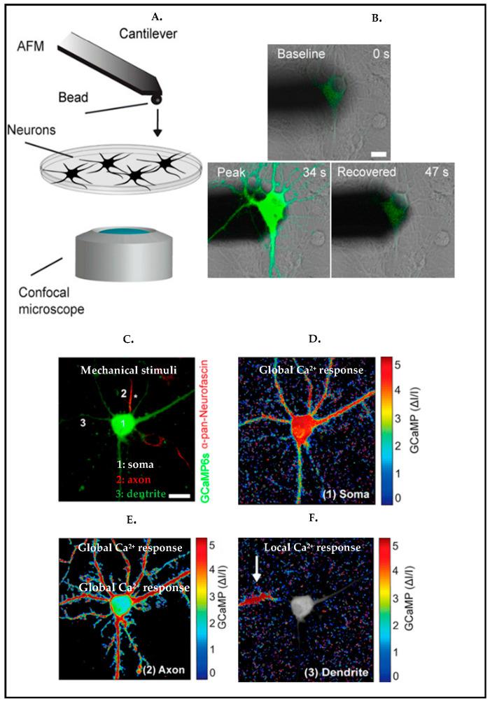 https://cdn.ncbi.nlm.nih.gov/pmc/blobs/c0d2/10216565/180d888adcde/biosensors-13-00551-g008.jpg
