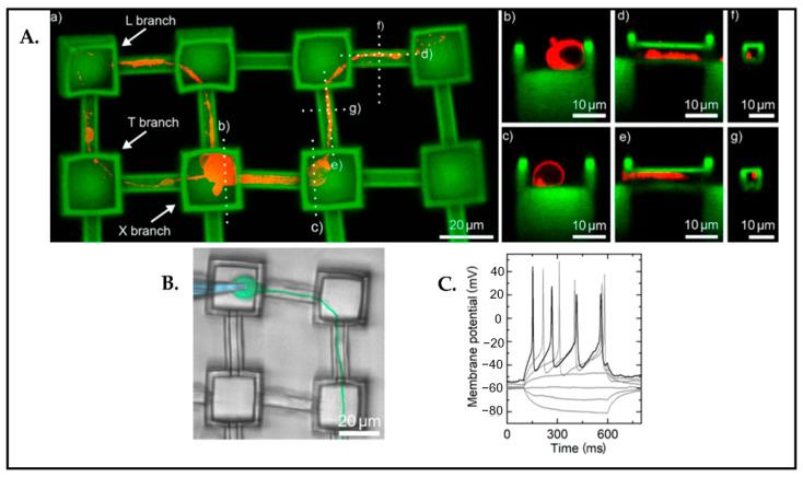 https://cdn.ncbi.nlm.nih.gov/pmc/blobs/c0d2/10216565/1c288ba7e5f5/biosensors-13-00551-g021.jpg